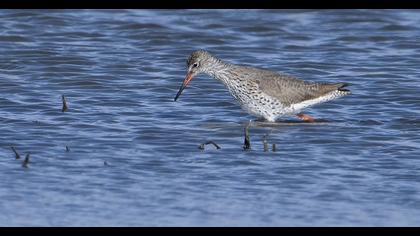 Common Redshank