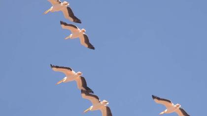 Great White Pelican