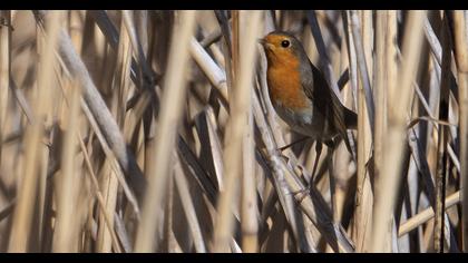 European Robin