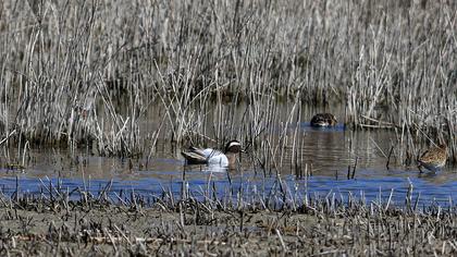 Garganey