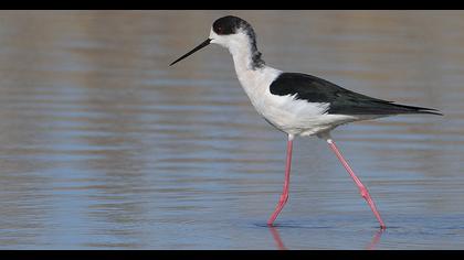 Black-winged Stilt