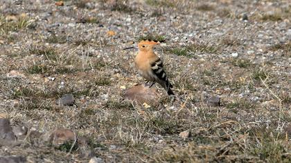 Eurasian Hoopoe