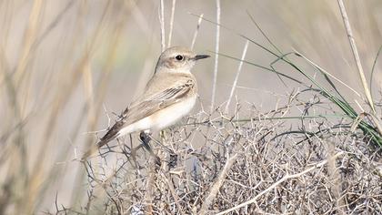 Desert Wheatear