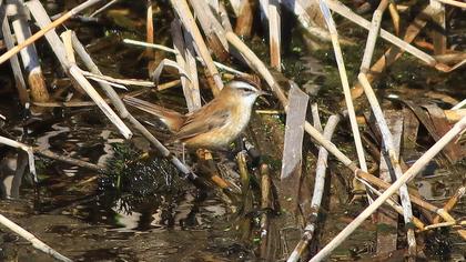 Moustached Warbler