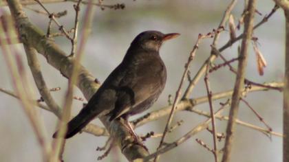 Common Blackbird
