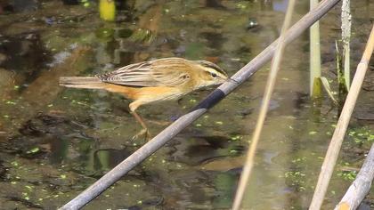 Sedge Warbler