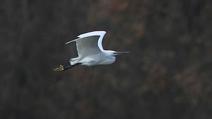 Little Egret