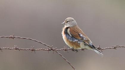 Common Linnet