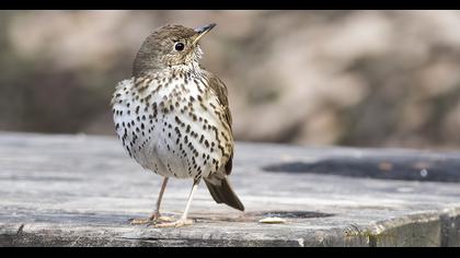 Song Thrush