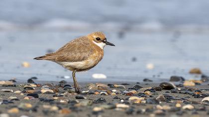 Greater Sand Plover
