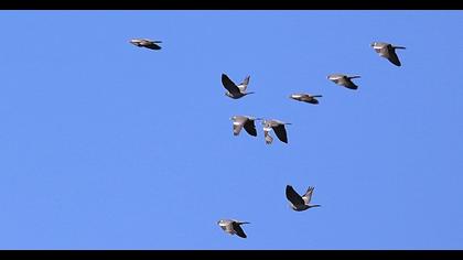 Common Wood Pigeon