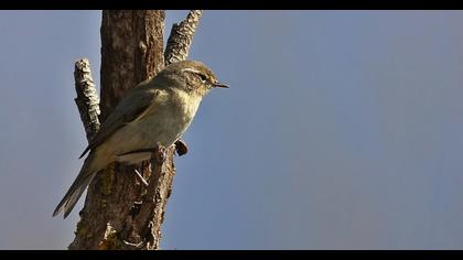 Common Chiffchaff
