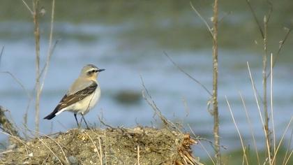 Northern Wheatear