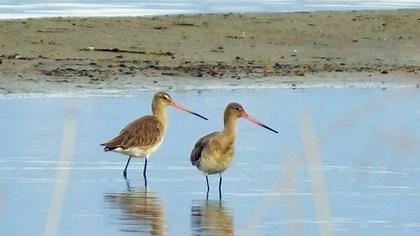 Black-tailed Godwit