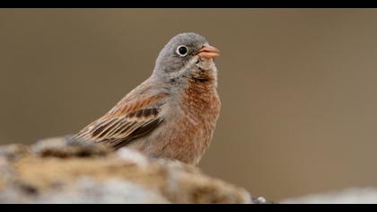 Grey-necked Bunting