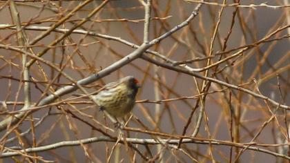 Red-fronted Serin
