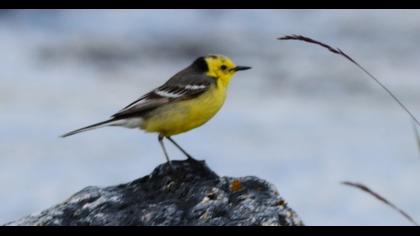 Citrine Wagtail