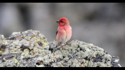 Common Rosefinch