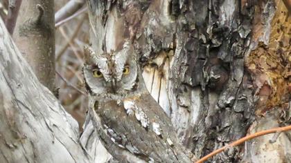 Eurasian Scops Owl