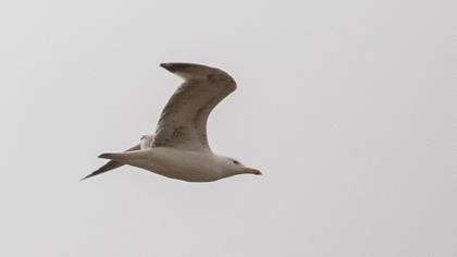 Caspian Gull