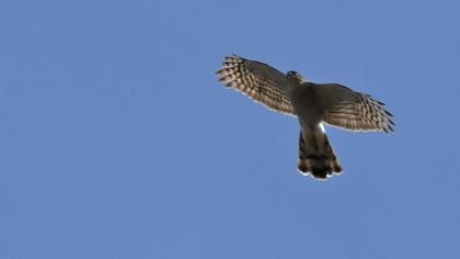 Eurasian Sparrowhawk