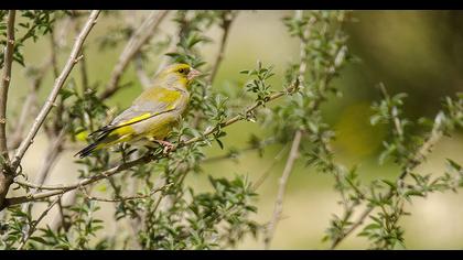 European Greenfinch