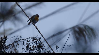 European Robin