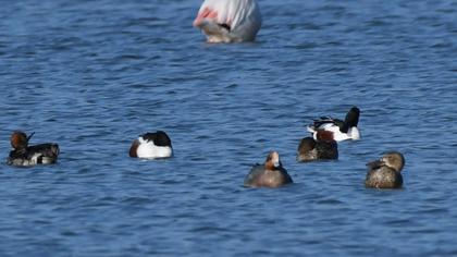 Eurasian Wigeon