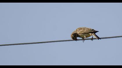 Ortolan Bunting