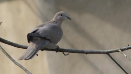 Eurasian Collared Dove