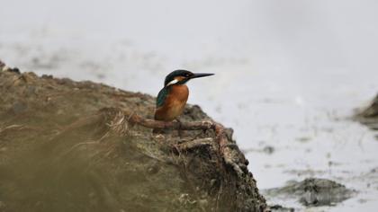 Common Kingfisher