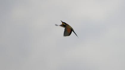 European Bee-eater