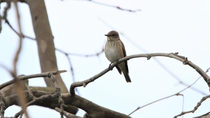 Spotted Flycatcher