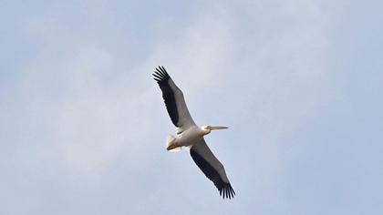 Great White Pelican