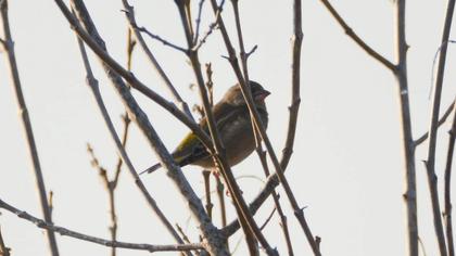 European Greenfinch