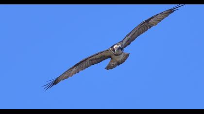 Western Osprey