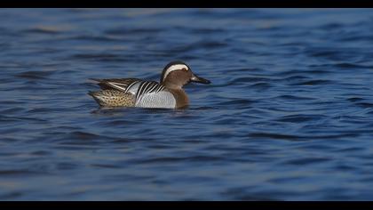 Garganey