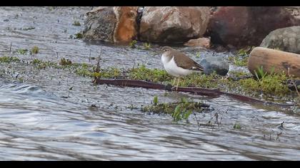 Common Sandpiper