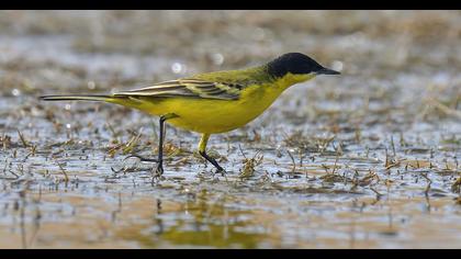 Western Yellow Wagtail