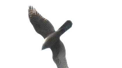 Northern Goshawk