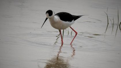 Black-winged Stilt