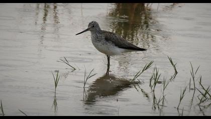 Common Greenshank