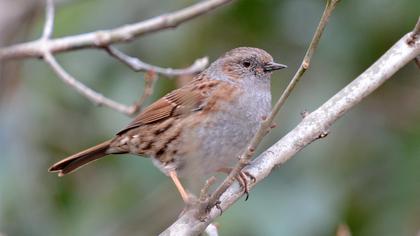 Dunnock