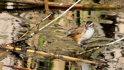 Moustached Warbler