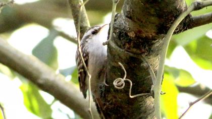 Eurasian Treecreeper