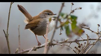 Cetti`s Warbler