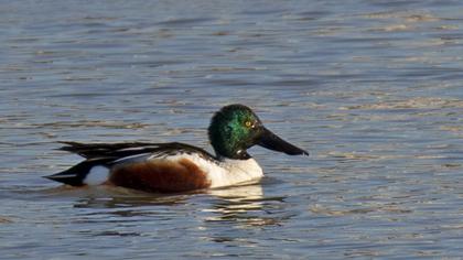 Northern Shoveler