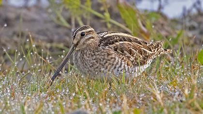 Common Snipe