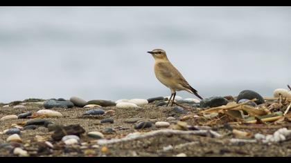 Isabelline Wheatear