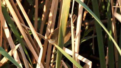 Eurasian Reed Warbler